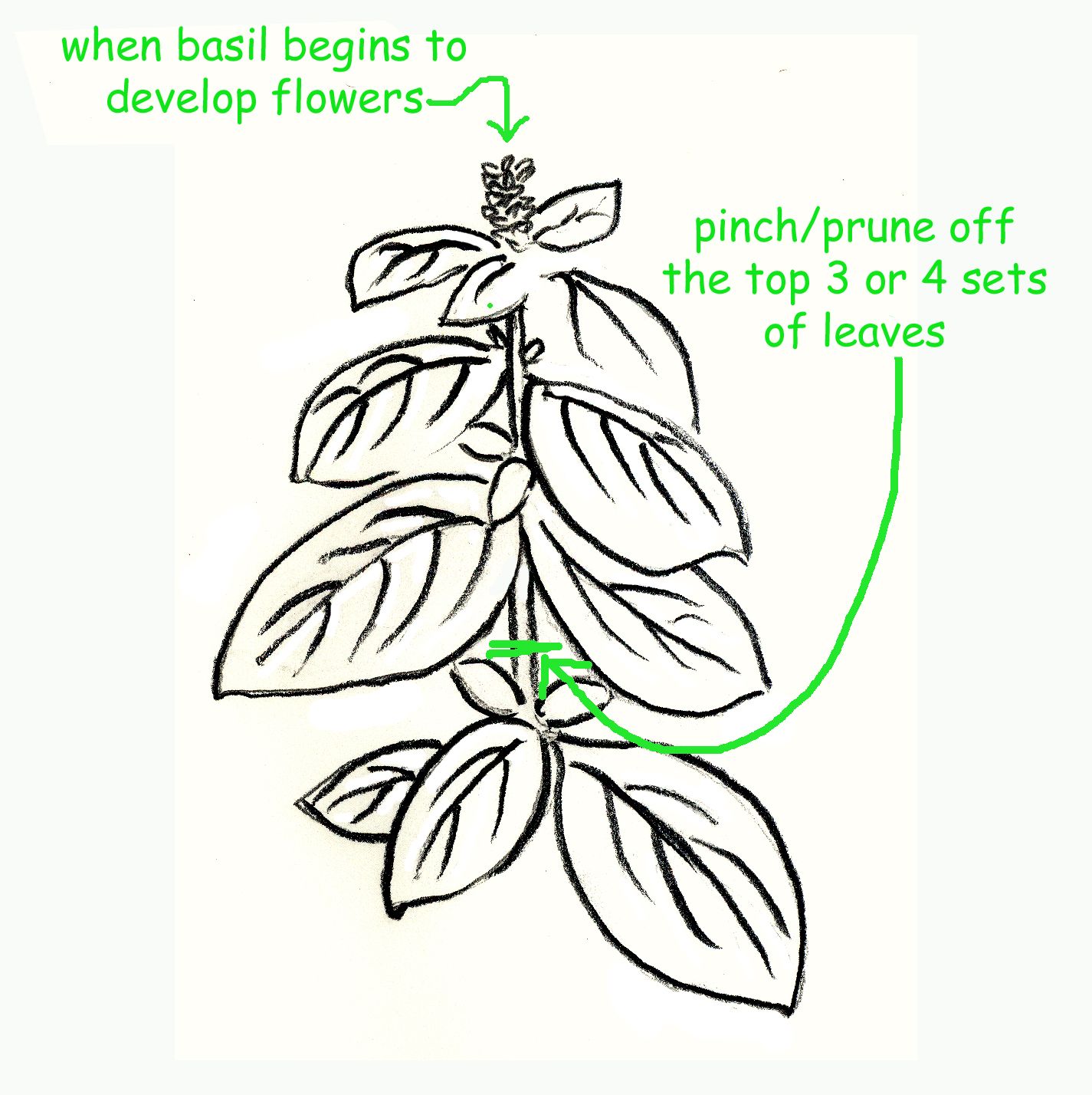 Basil Plant Drawing at GetDrawings Free download