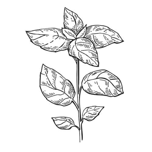 Basil Plant Drawing