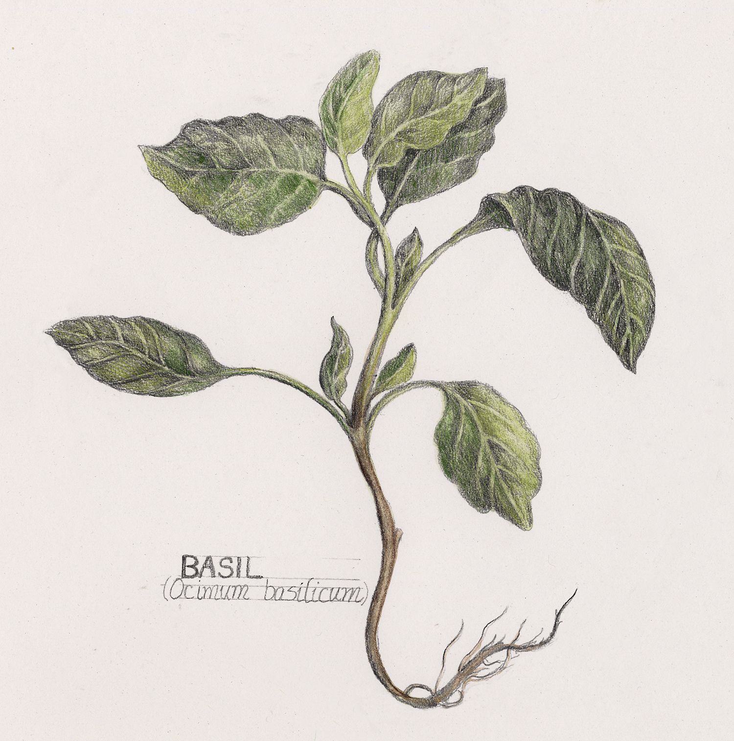 Basil Plant Drawing at GetDrawings Free download