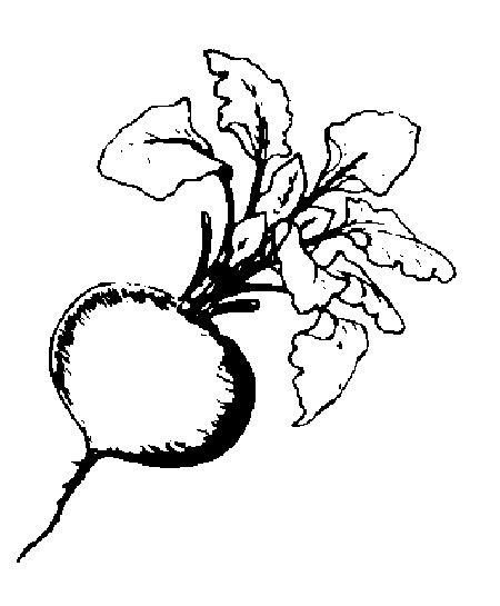 Beet Drawing at GetDrawings | Free download