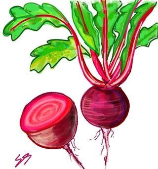 Beet Drawing at GetDrawings | Free download