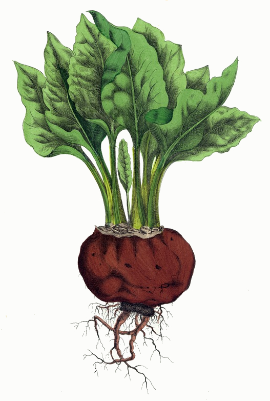 Beet Drawing at GetDrawings | Free download