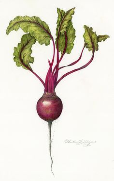 Beet Drawing at GetDrawings | Free download