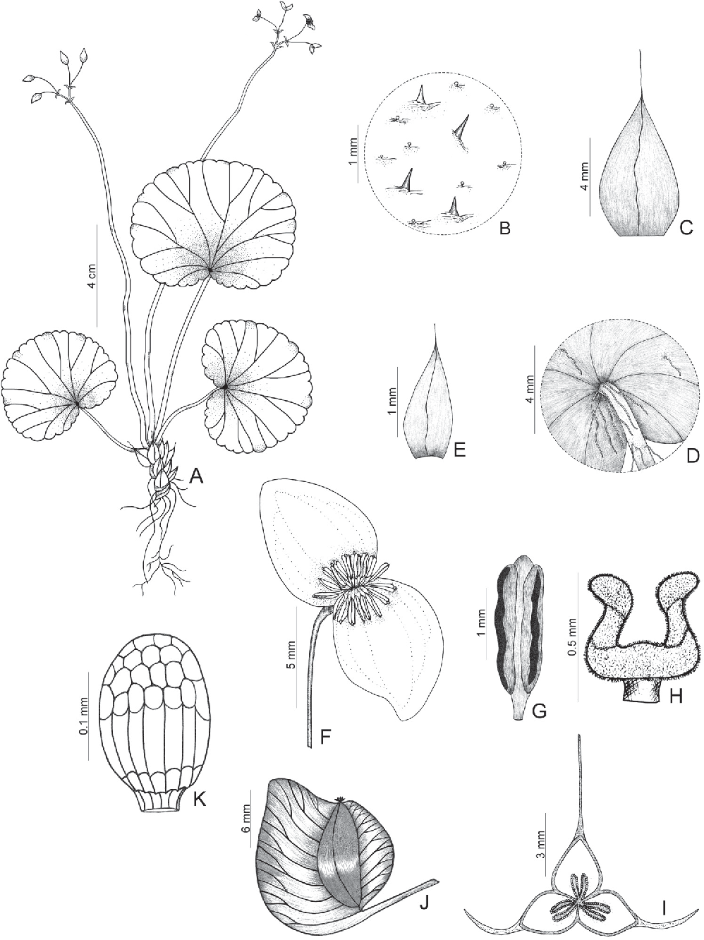 Begonia Drawing at GetDrawings | Free download