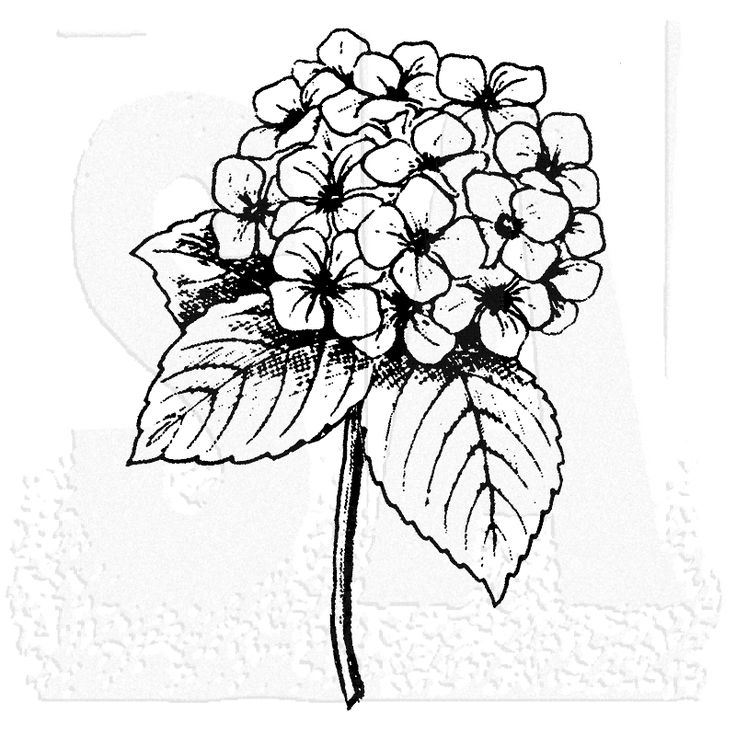 Hydrangea Flower Sketch at Explore collection of