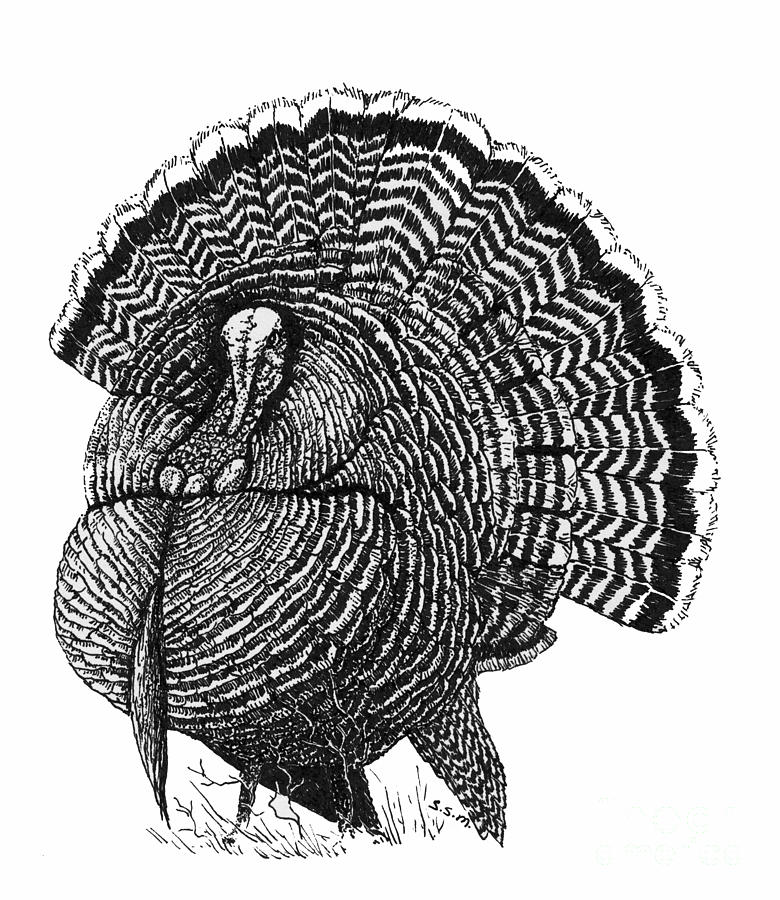 Black And White Turkey Drawing At Getdrawings 