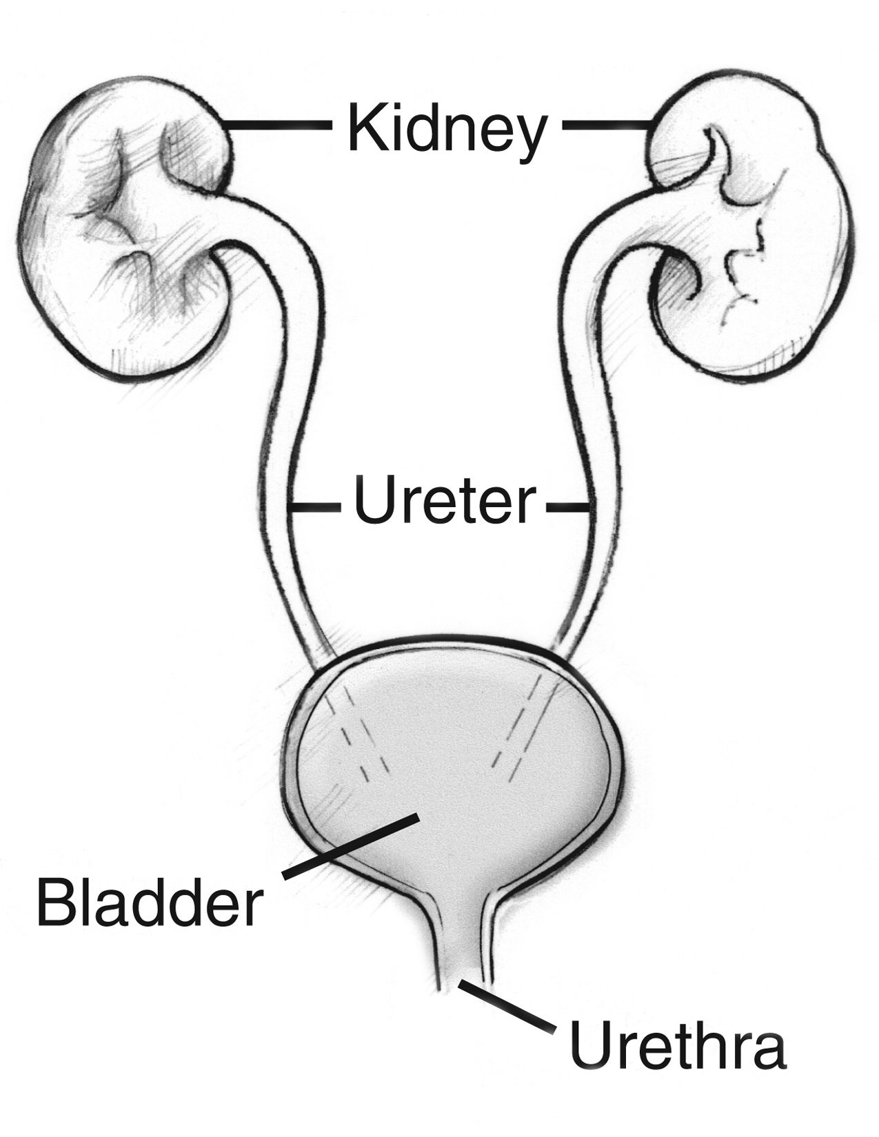 The best free Bladder drawing images. Download from 45 free drawings of