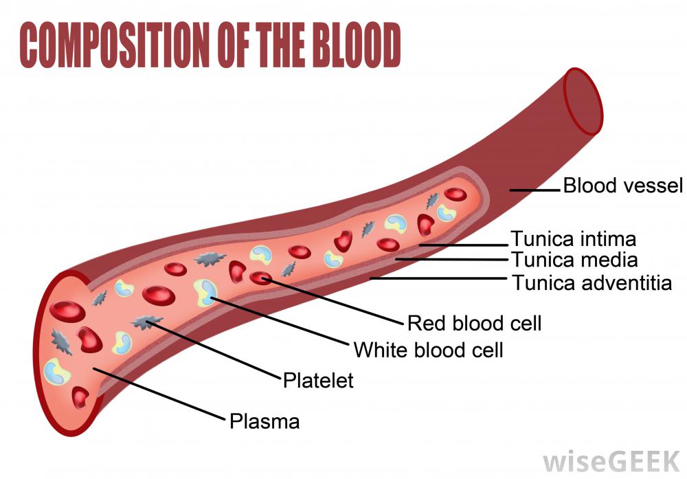 Blood Tissue Drawing at GetDrawings Free download