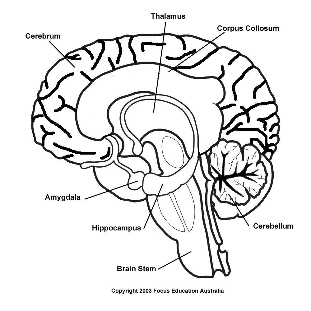 Brain Drawing With Labels at GetDrawings | Free download