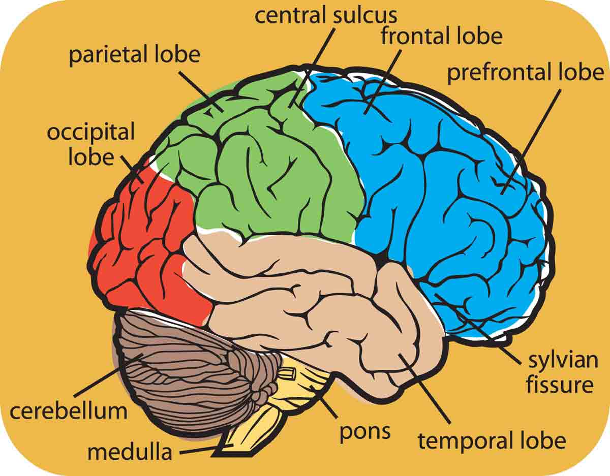 brain-drawing-with-labels-at-getdrawings-free-download