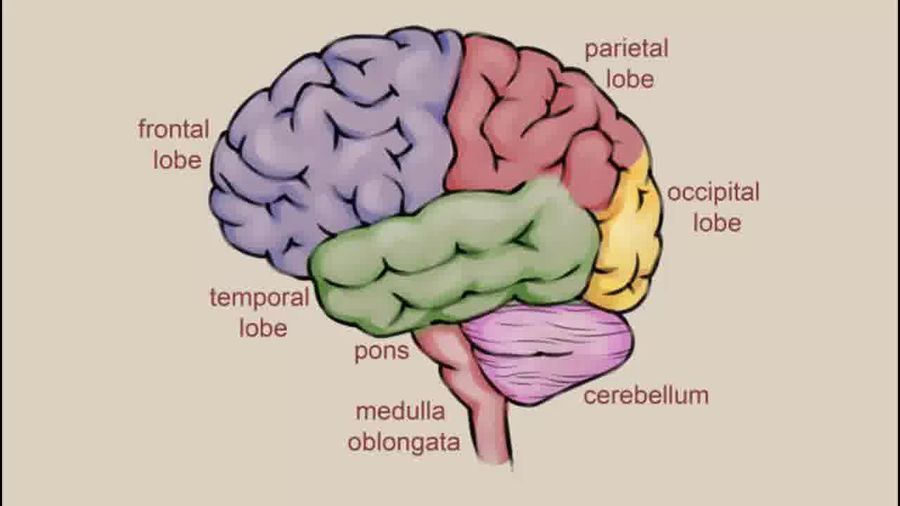 Brain Drawing With Labels at GetDrawings | Free download