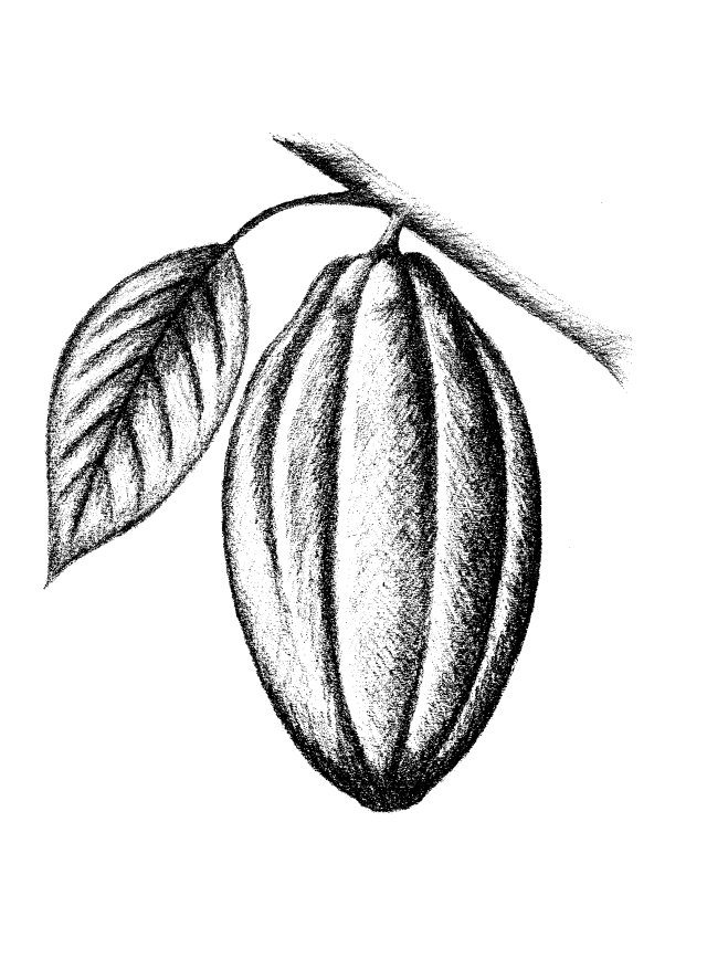 The best free Cacao drawing images. Download from 46 free drawings of