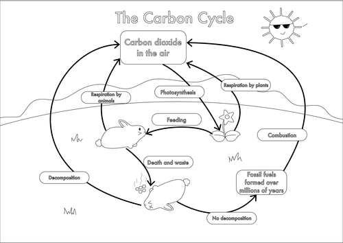 Carbon Cycle Drawing at GetDrawings | Free download