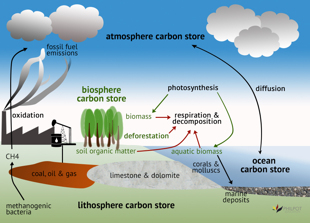 Carbon Cycle Drawing at GetDrawings | Free download