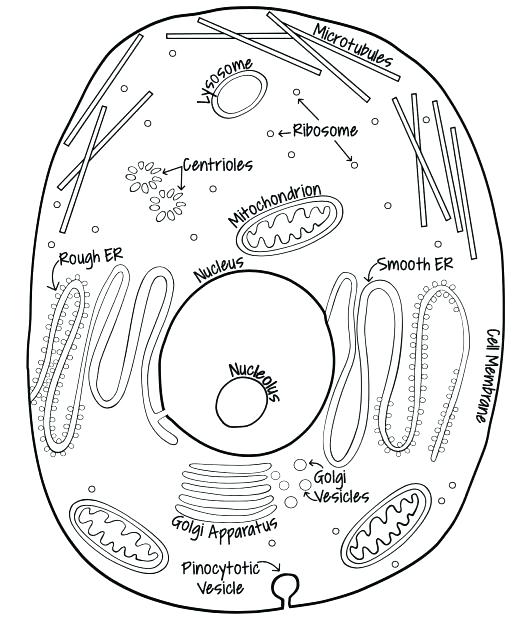 cell-cycle-drawing-at-getdrawings-free-download