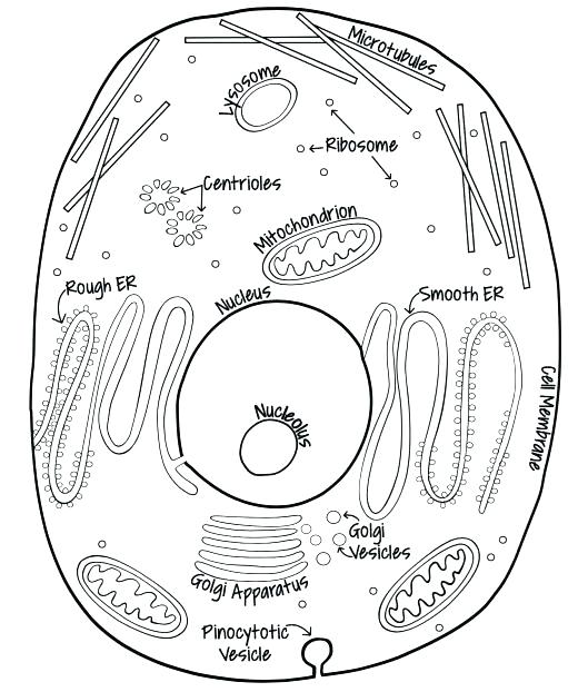 Cell Cycle Drawing At GetDrawings Free Download