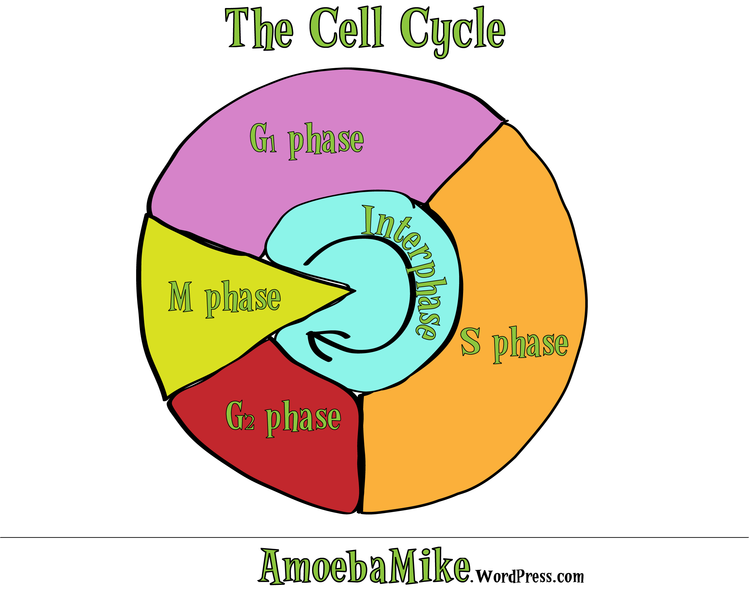 Cell Cycle Drawing at GetDrawings Free download