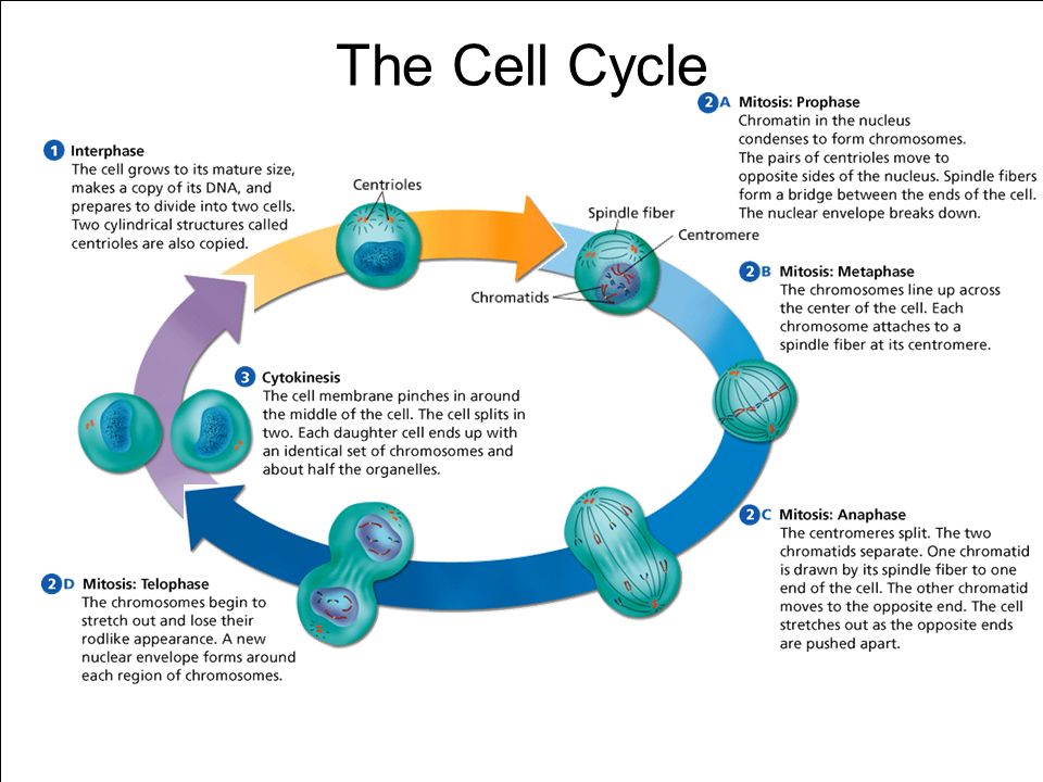 Cell Cycle Drawing at GetDrawings Free download