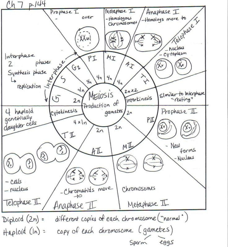 Cell Cycle Drawing Worksheet At GetDrawings Free Download