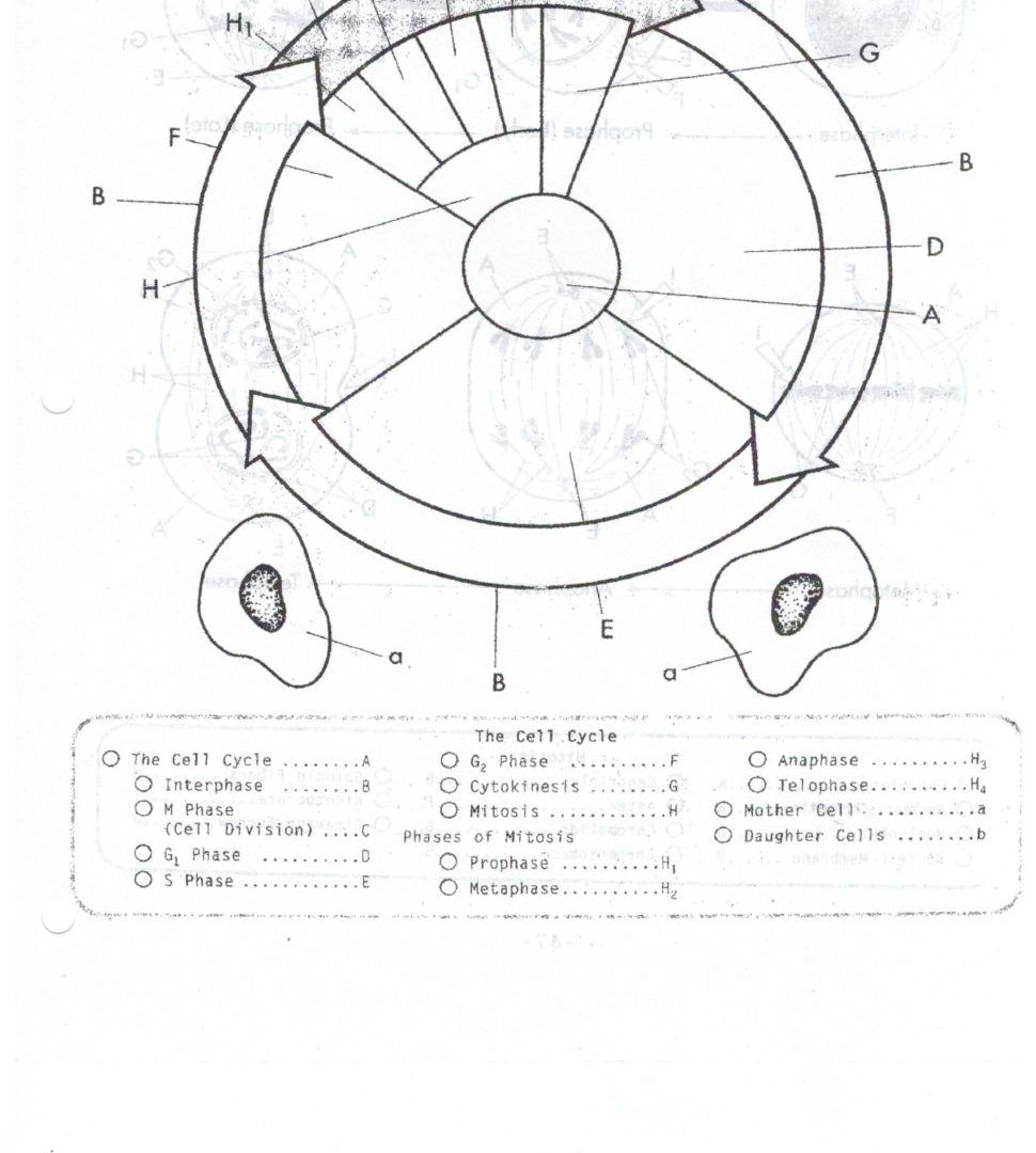 Cell Cycle Drawing Worksheet at GetDrawings | Free download