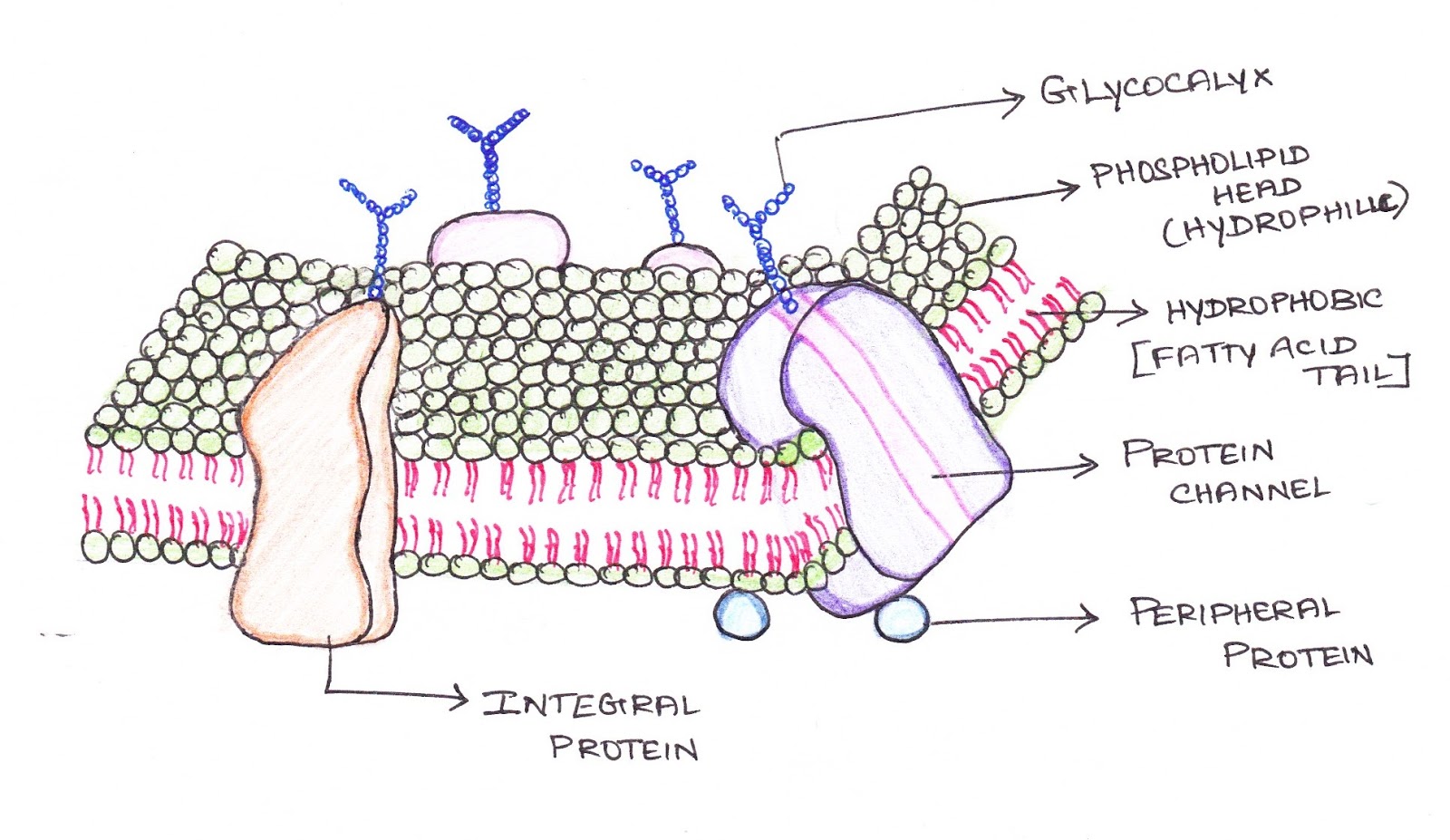 Cell Membrane Drawing Project at GetDrawings Free download