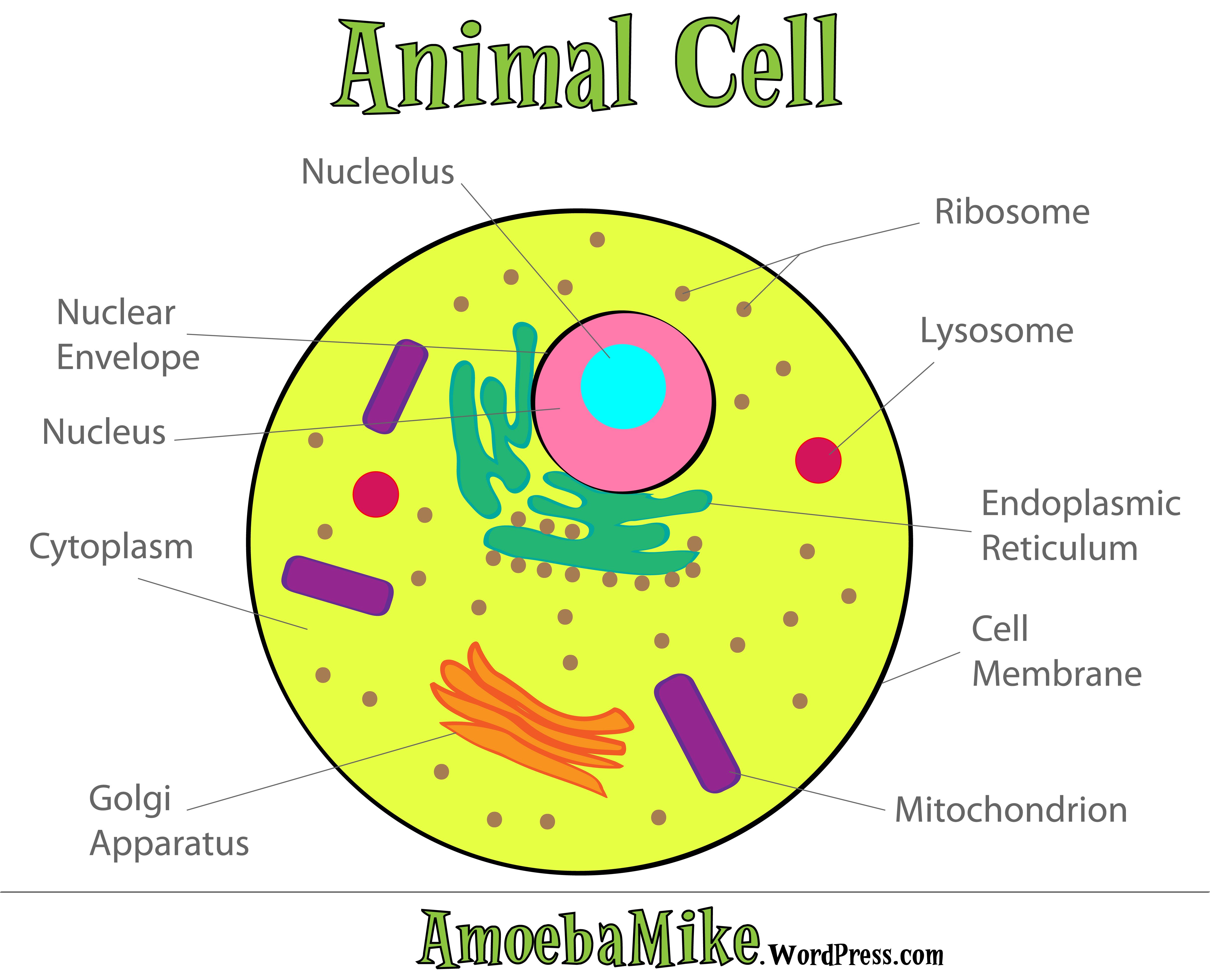 Cell Membrane Drawing Project At Getdrawings Free Download