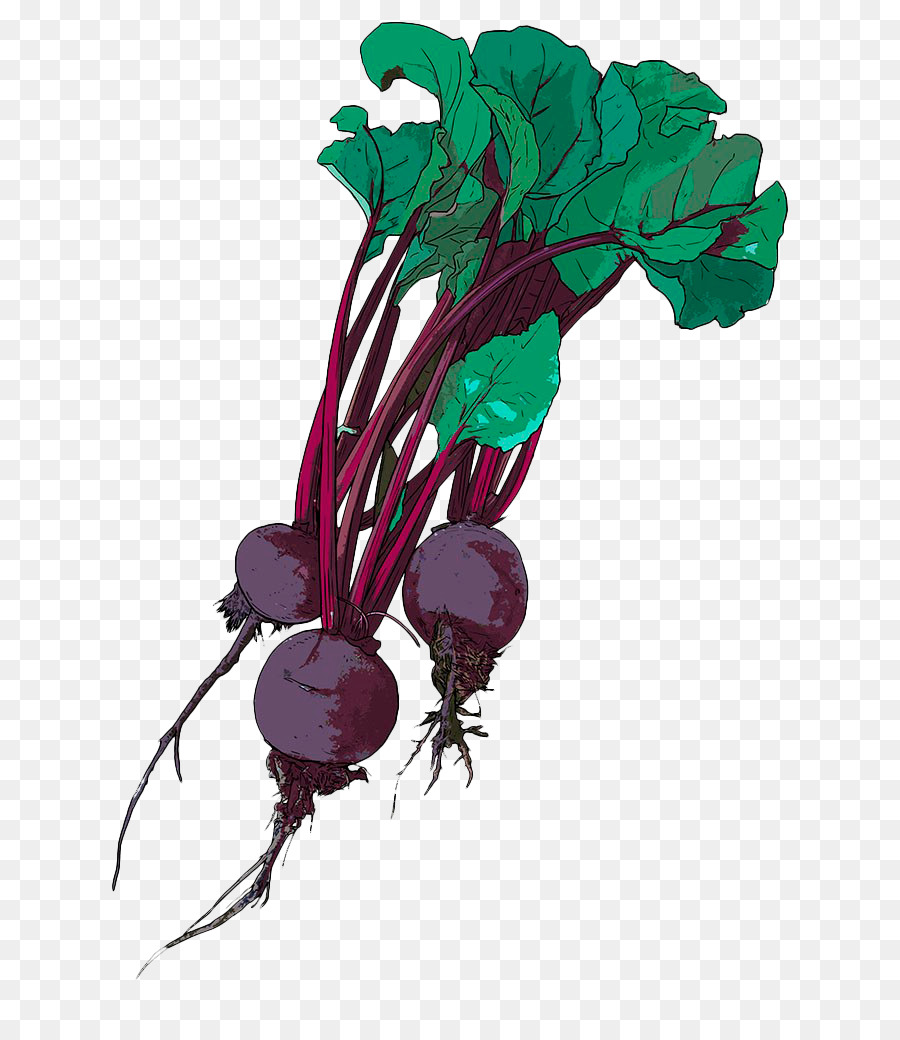 The best free Beetroot drawing images. Download from 11 free drawings