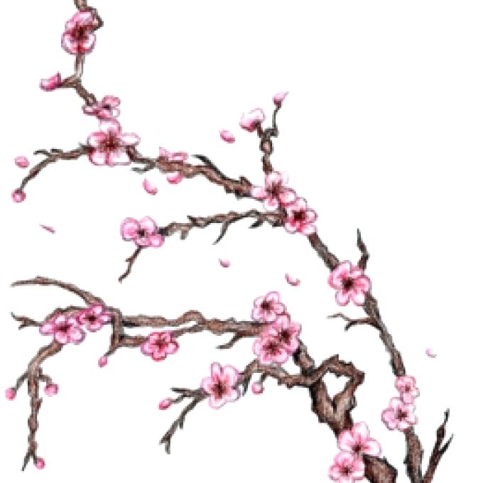 Cherry Blossom Tree Drawing Outline at GetDrawings | Free download