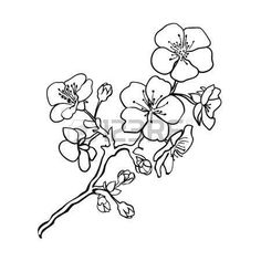 Cherry Blossom Tree Drawing Outline at GetDrawings | Free download