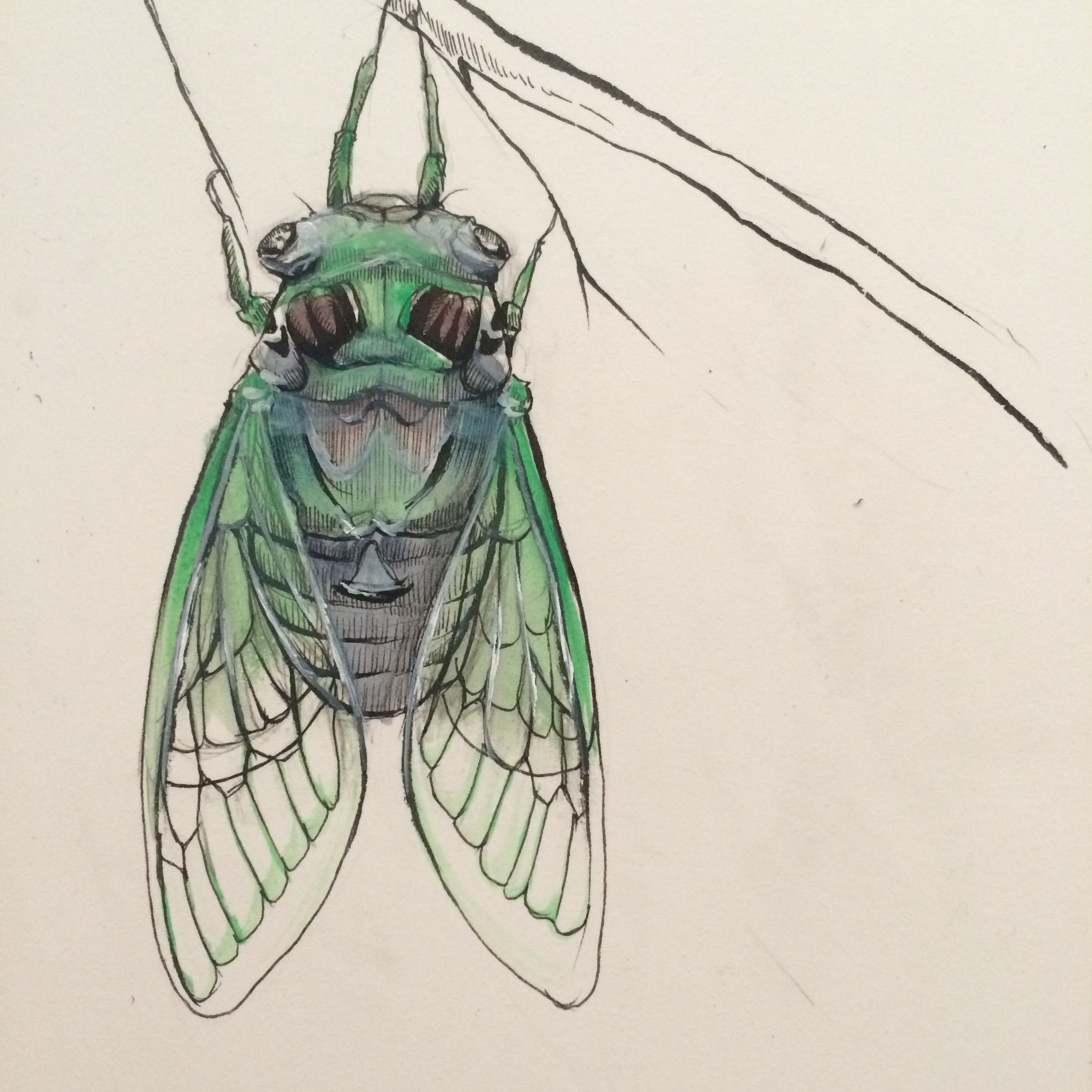 Cicada Drawing at GetDrawings Free download