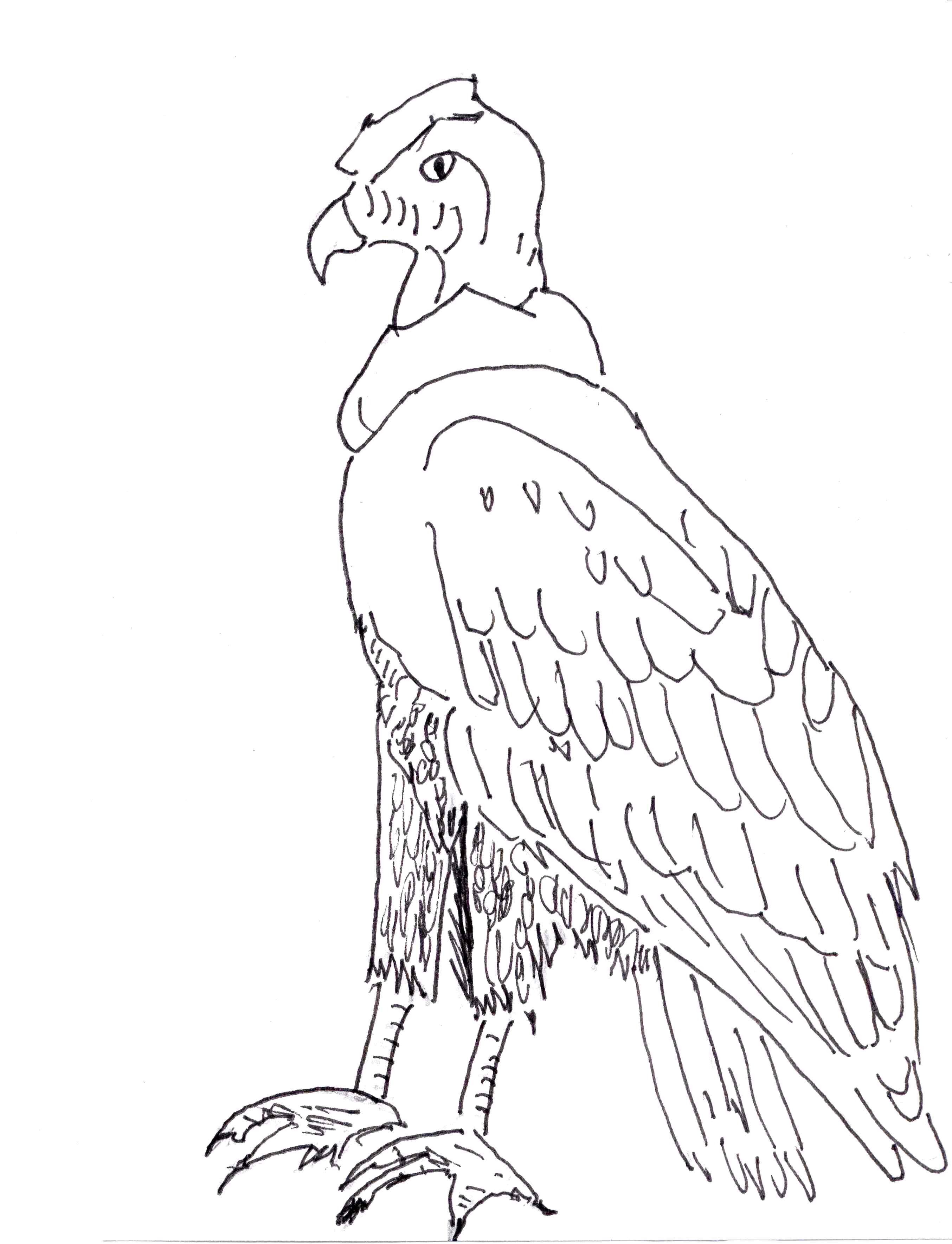 Condor Drawing at GetDrawings Free download