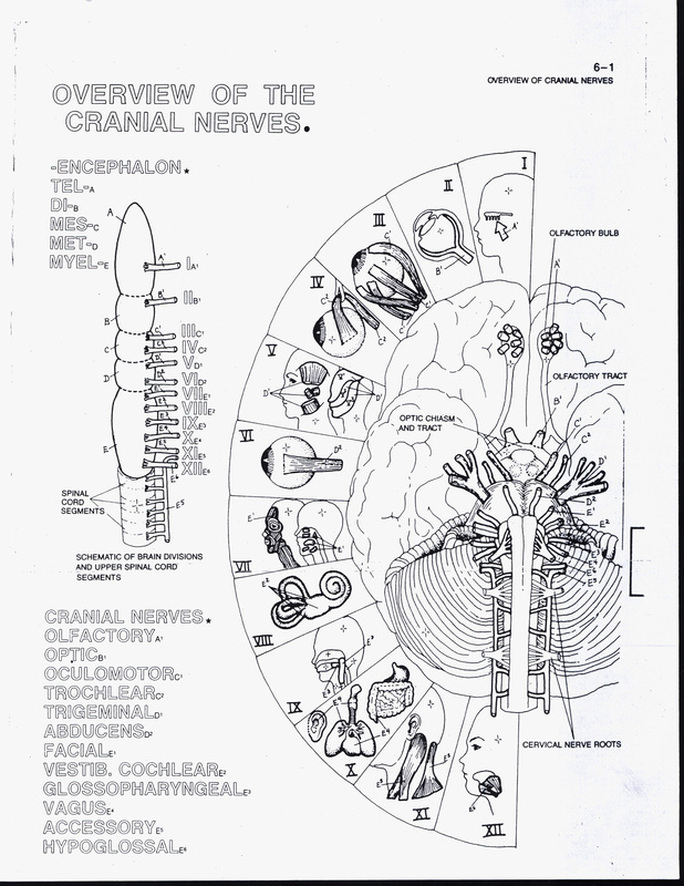 Cranial Nerve Face Drawing With Numbers at GetDrawings | Free download