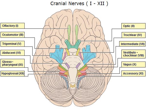 cranial-nerve-face-drawing-with-numbers-at-getdrawings-free-download