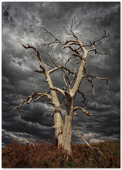 Creepy Dead Tree Drawing at GetDrawings Free download