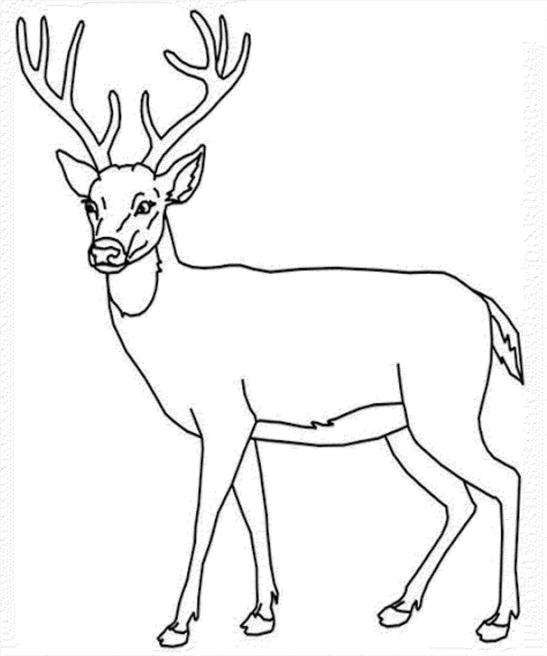 Deer Head Drawing Easy at GetDrawings | Free download