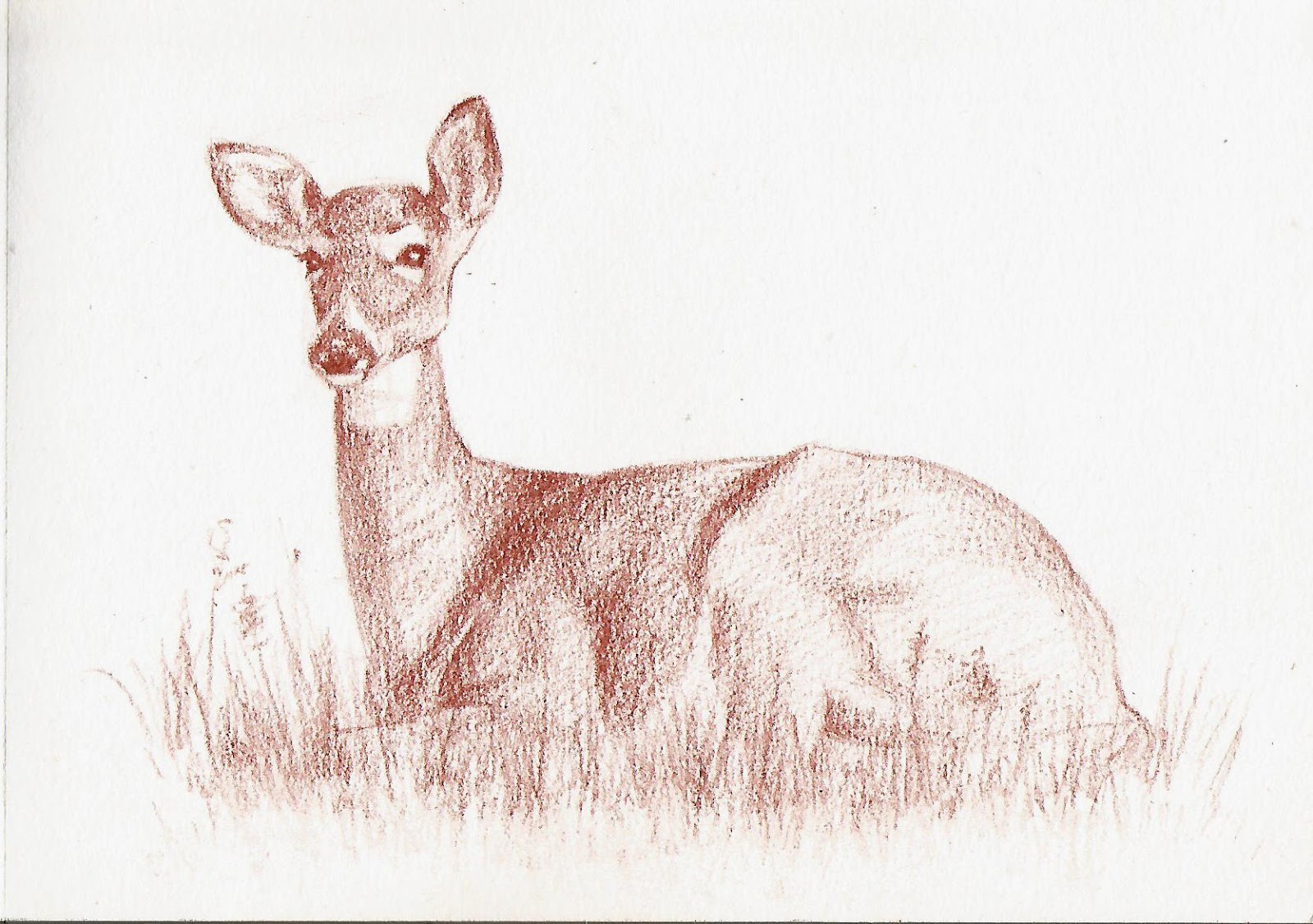 Deer Lying Down Drawing at GetDrawings Free download