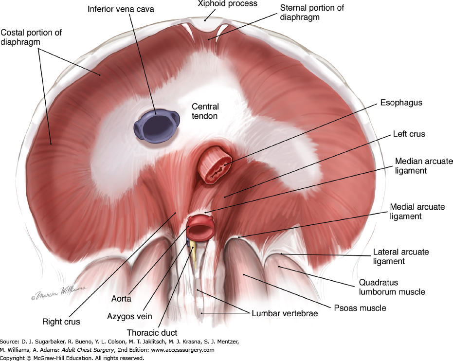 Diaphragm Drawing at GetDrawings Free download