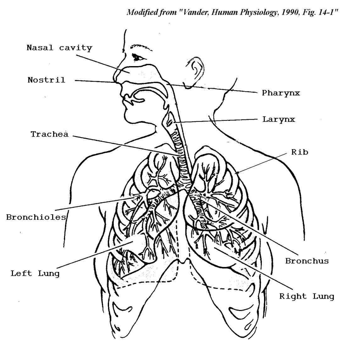 Строение дыхательной системы человека схема 4 класс