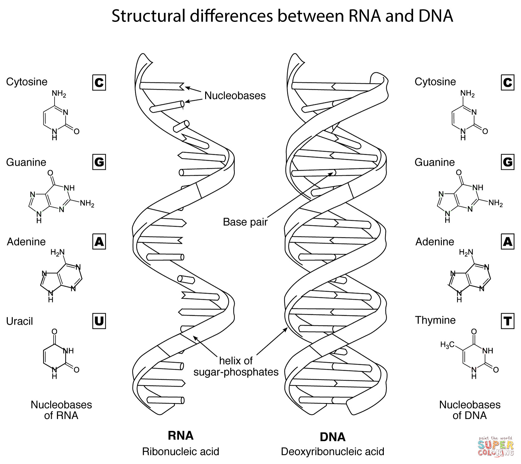Dna Drawing Labeled At GetDrawings Free Download