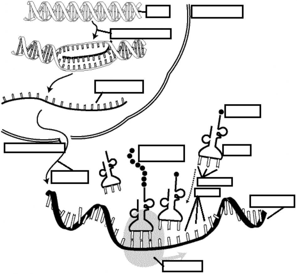 15-12-2-the-structure-of-dna-worksheet-answers-worksheeto