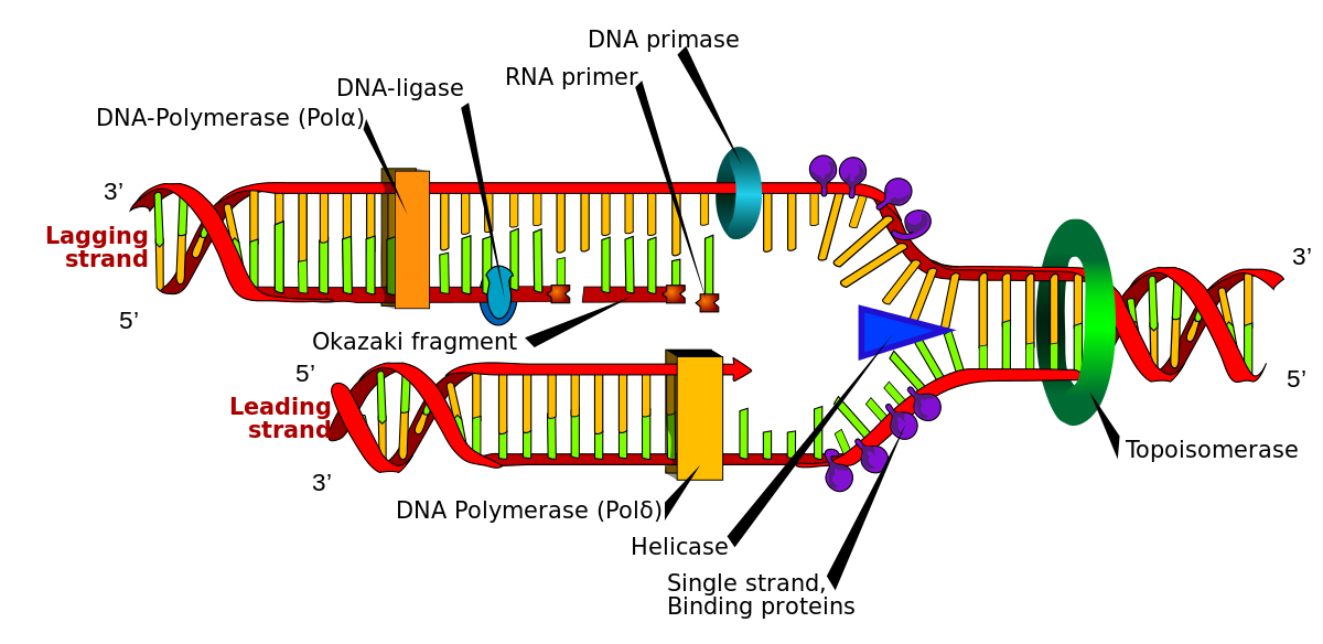 Dna Drawing Labeled At Getdrawings Free Download