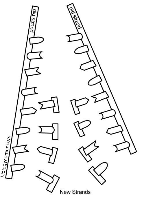 Dna Replication Drawing At GetDrawings Free Download