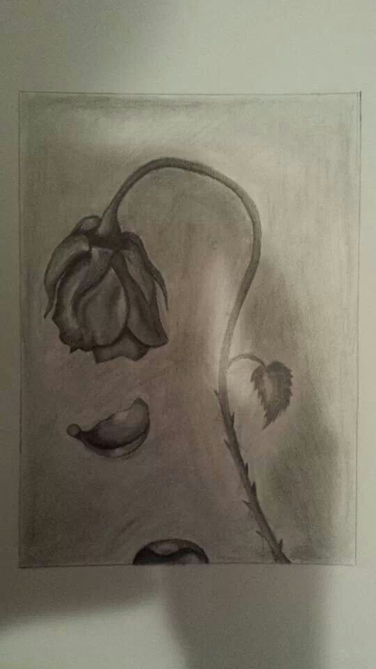 Drawing Of A Dying Rose at GetDrawings Free download