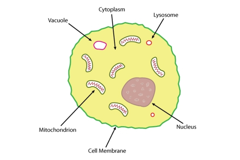 Drawing Of Cytoplasm at GetDrawings Free download