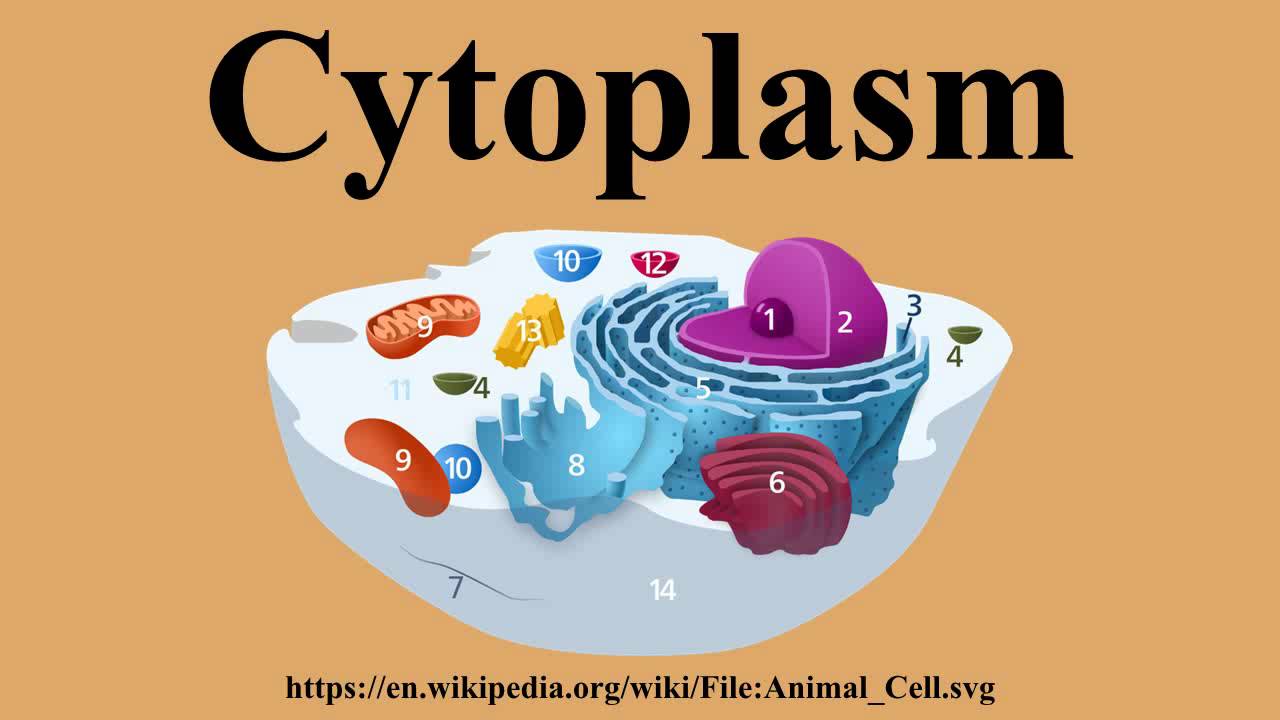 Drawing Of Cytoplasm at GetDrawings Free download