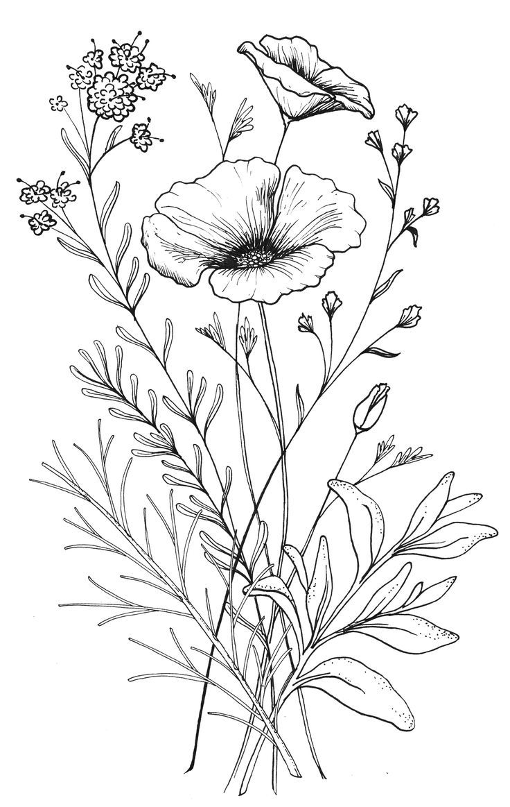 drawing-of-different-types-of-flowers-at-getdrawings-free-download