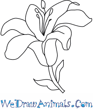 Easy Different Types Of Flowers Drawing With Names - pic-loaf