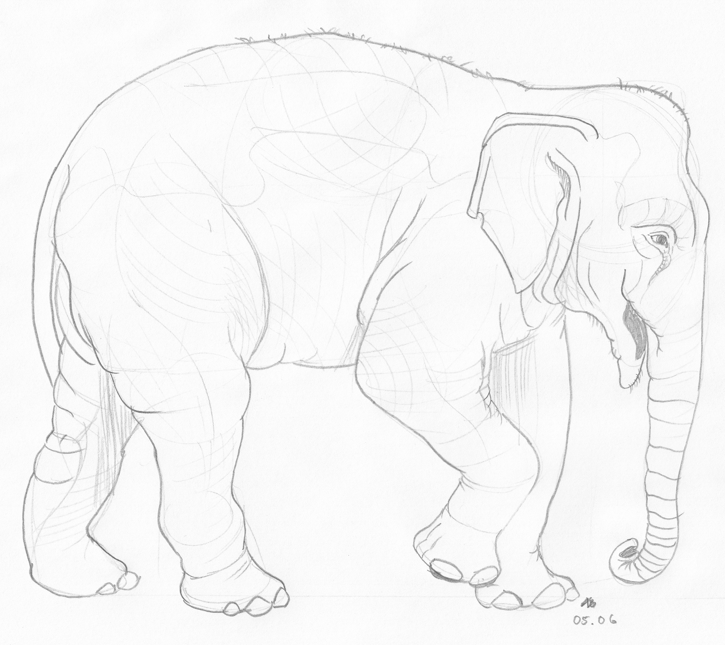 Drawing Of Indian Elephant at GetDrawings | Free download