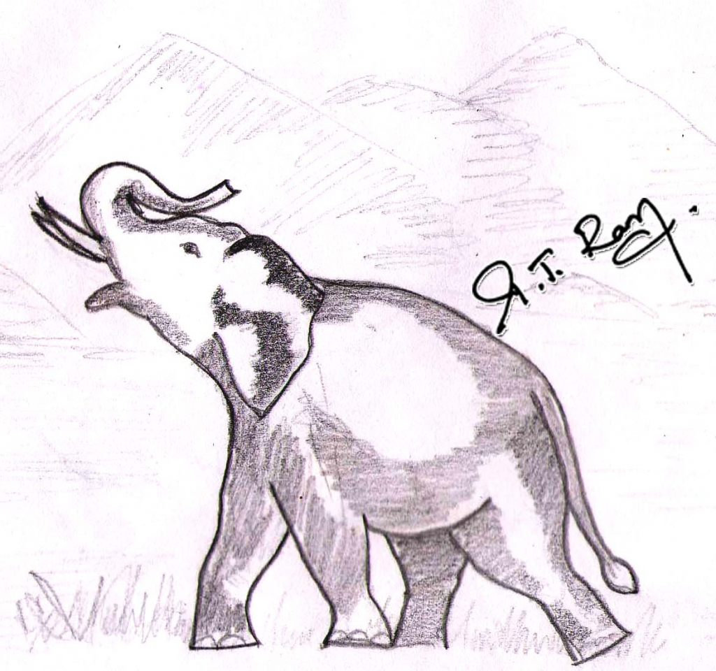 Drawing Of Indian Elephant at GetDrawings | Free download