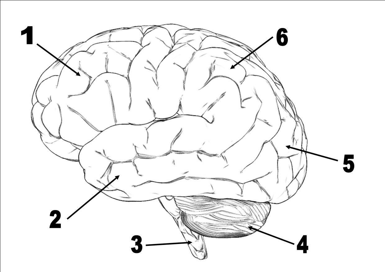Drawing Of The Brain With Labels At Getdrawings Free Download